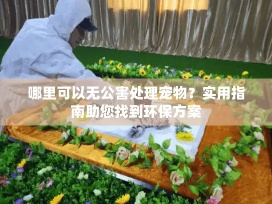 哪里可以无公害处理宠物？实用指南助您找到环保方案