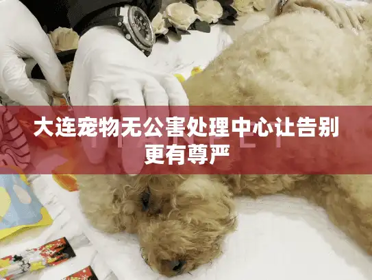 大连宠物无公害处理中心让告别更有尊严