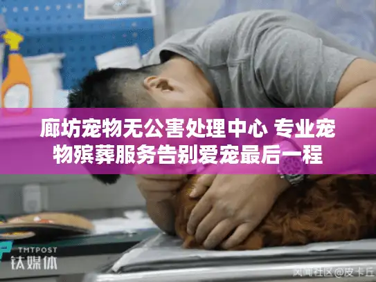 廊坊宠物无公害处理中心 专业宠物殡葬服务告别爱宠最后一程