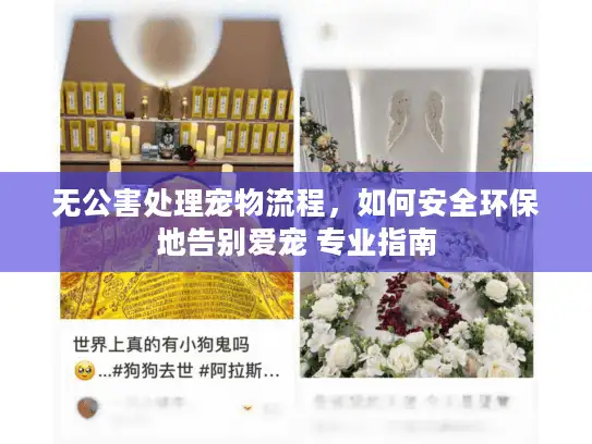 无公害处理宠物流程，如何安全环保地告别爱宠 专业指南