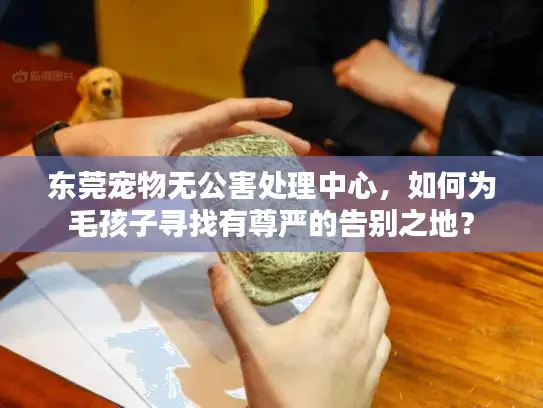 东莞宠物无公害处理中心，如何为毛孩子寻找有尊严的告别之地？