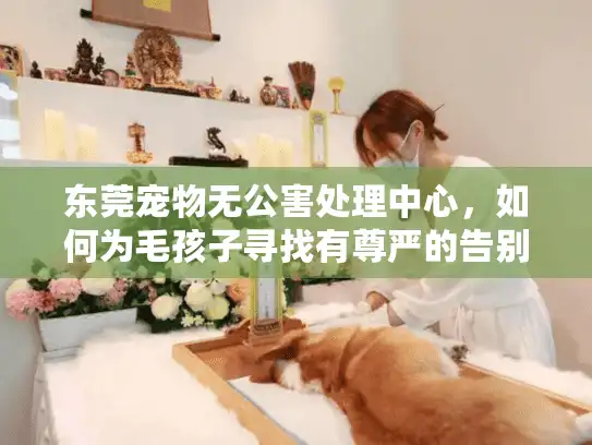 东莞宠物无公害处理中心，如何为毛孩子寻找有尊严的告别之地？