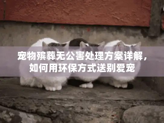宠物殡葬无公害处理方案详解，如何用环保方式送别爱宠