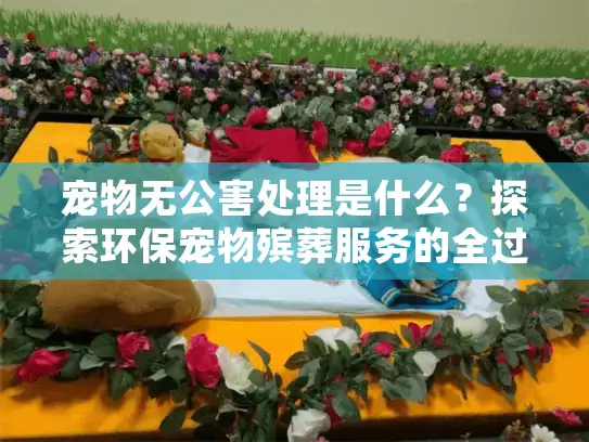宠物无公害处理是什么？探索环保宠物殡葬服务的全过程