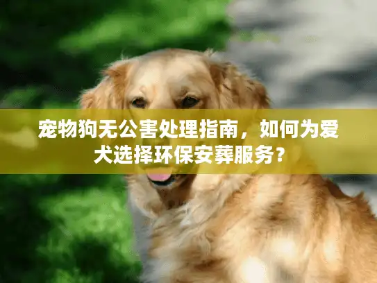 宠物狗无公害处理指南，如何为爱犬选择环保安葬服务？