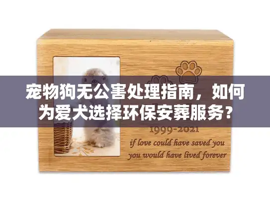 宠物狗无公害处理指南，如何为爱犬选择环保安葬服务？