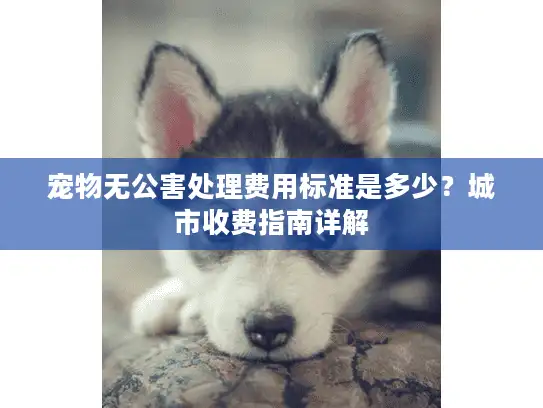 宠物无公害处理费用标准是多少？城市收费指南详解