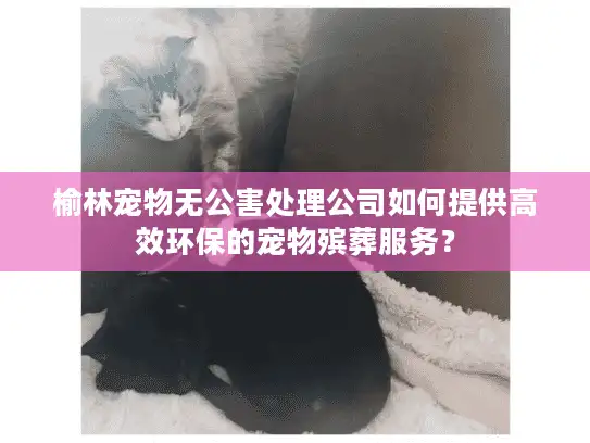 榆林宠物无公害处理公司如何提供高效环保的宠物殡葬服务？