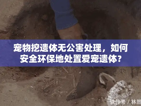 宠物挖遗体无公害处理，如何安全环保地处置爱宠遗体？