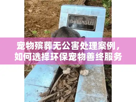 宠物殡葬无公害处理案例，如何选择环保宠物善终服务？