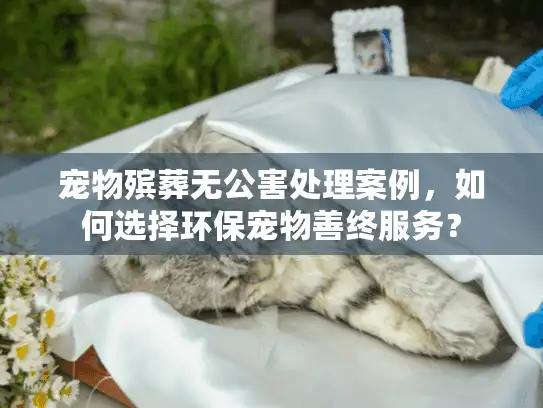 宠物殡葬无公害处理案例，如何选择环保宠物善终服务？