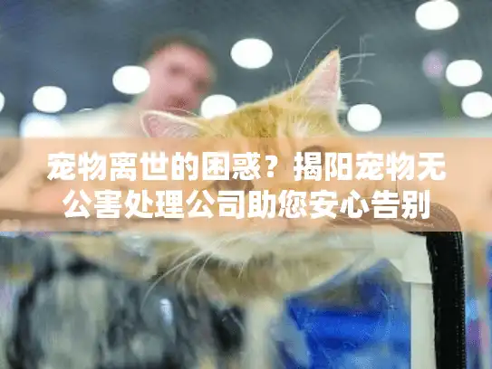 宠物离世的困惑？揭阳宠物无公害处理公司助您安心告别