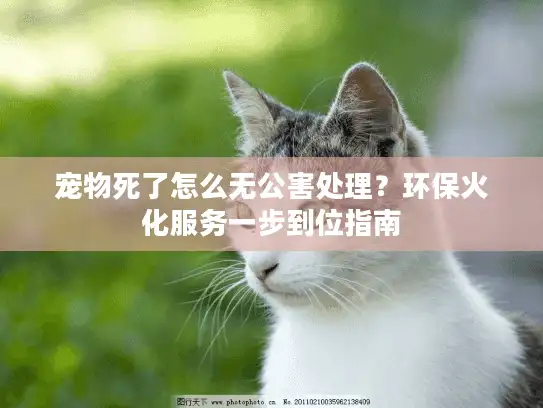 宠物死了怎么无公害处理？环保火化服务一步到位指南