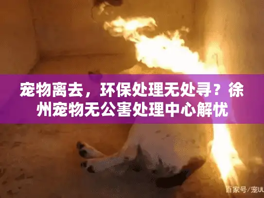 宠物离去，环保处理无处寻？徐州宠物无公害处理中心解忧