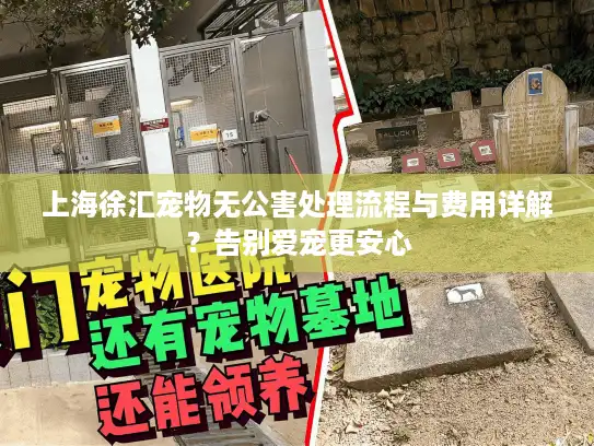 上海徐汇宠物无公害处理流程与费用详解？告别爱宠更安心