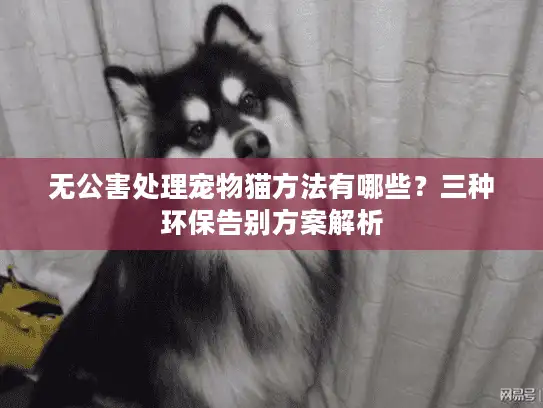 无公害处理宠物猫方法有哪些？三种环保告别方案解析