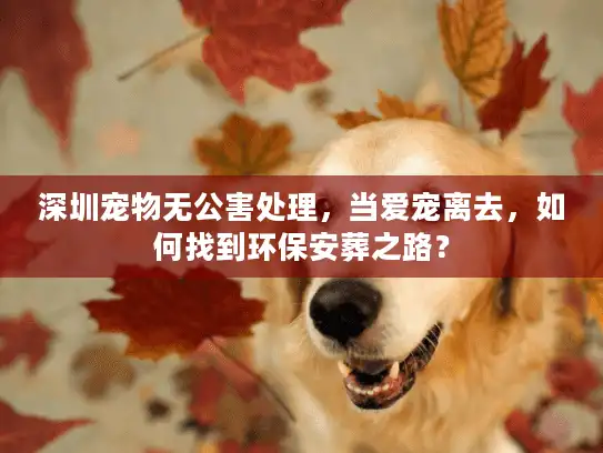 深圳宠物无公害处理，当爱宠离去，如何找到环保安葬之路？