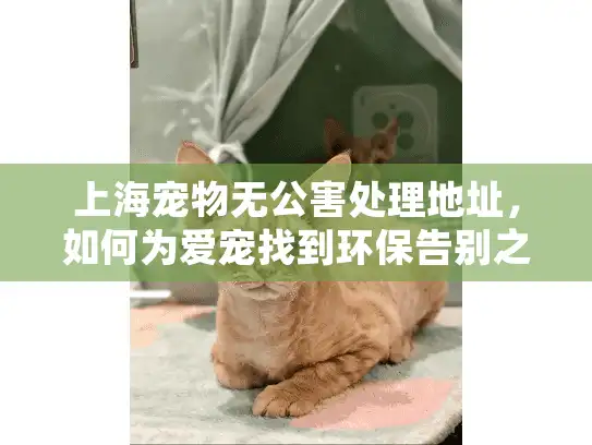 上海宠物无公害处理地址，如何为爱宠找到环保告别之地？