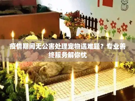 疫情期间无公害处理宠物遇难题？专业善终服务解你忧