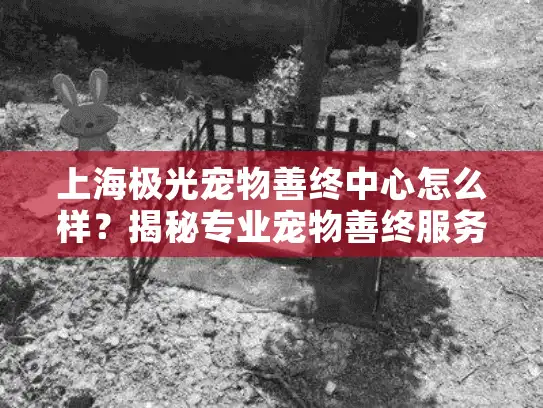 上海极光宠物善终中心怎么样？揭秘专业宠物善终服务的真实体验