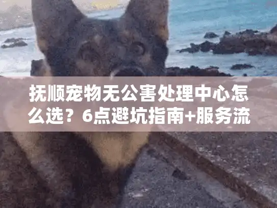 抚顺宠物无公害处理中心怎么选？6点避坑指南+服务流程全解析