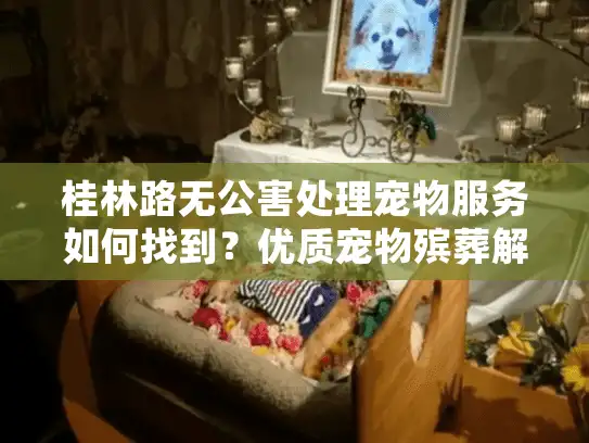 桂林路无公害处理宠物服务如何找到？优质宠物殡葬解决方案