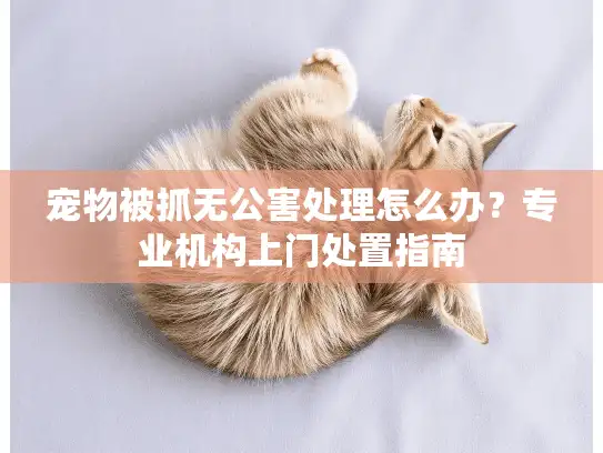 宠物被抓无公害处理怎么办？专业机构上门处置指南