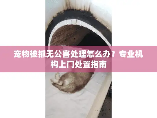 宠物被抓无公害处理怎么办？专业机构上门处置指南