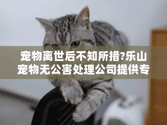 宠物离世后不知所措?乐山宠物无公害处理公司提供专业殡葬服务指南