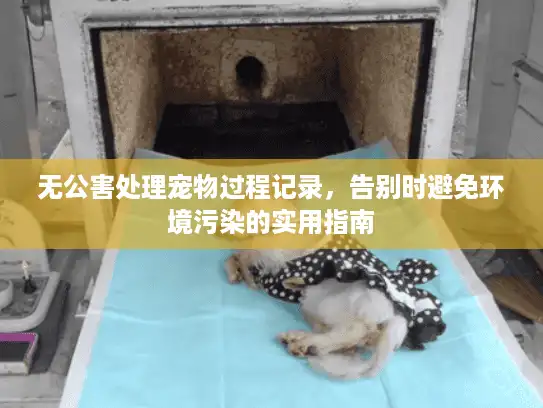 无公害处理宠物过程记录，告别时避免环境污染的实用指南