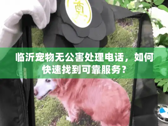 临沂宠物无公害处理电话，如何快速找到可靠服务？