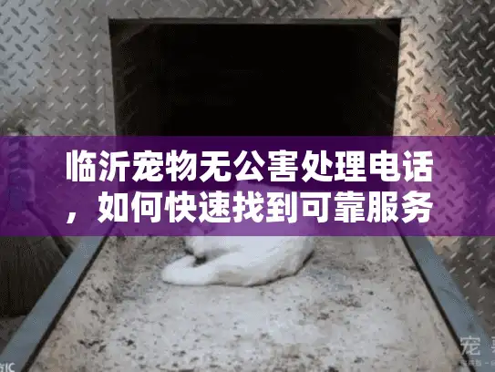 临沂宠物无公害处理电话，如何快速找到可靠服务？