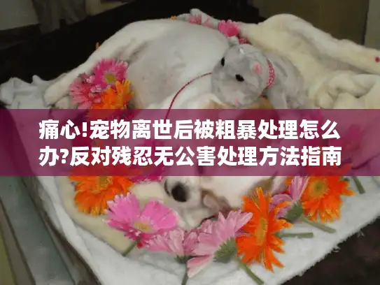 痛心!宠物离世后被粗暴处理怎么办?反对残忍无公害处理方法指南