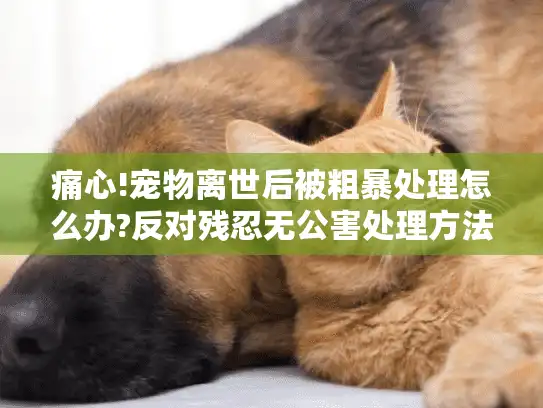 痛心!宠物离世后被粗暴处理怎么办?反对残忍无公害处理方法指南