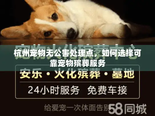 杭州宠物无公害处理点，如何选择可靠宠物殡葬服务