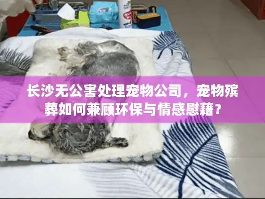 长沙无公害处理宠物公司，宠物殡葬如何兼顾环保与情感慰藉？