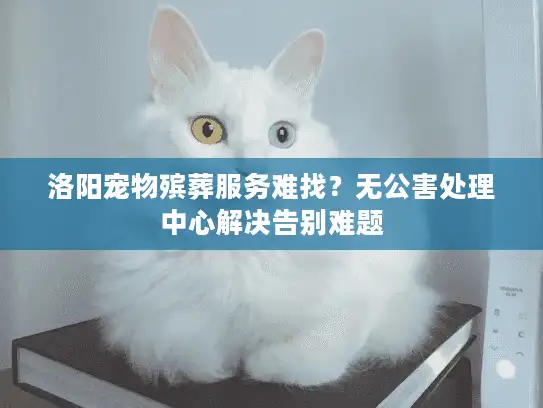 洛阳宠物殡葬服务难找？无公害处理中心解决告别难题