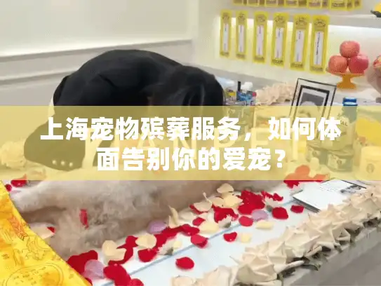上海宠物殡葬服务，如何体面告别你的爱宠？