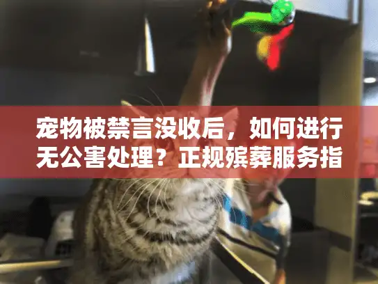 宠物被禁言没收后，如何进行无公害处理？正规殡葬服务指南