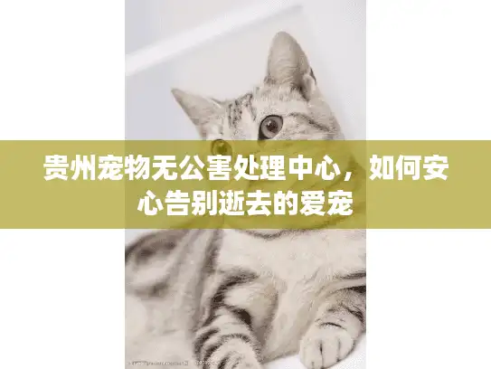 贵州宠物无公害处理中心，如何安心告别逝去的爱宠
