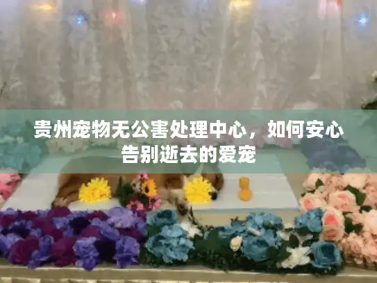 贵州宠物无公害处理中心，如何安心告别逝去的爱宠