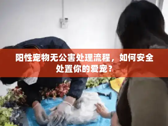 阳性宠物无公害处理流程，如何安全处置你的爱宠？