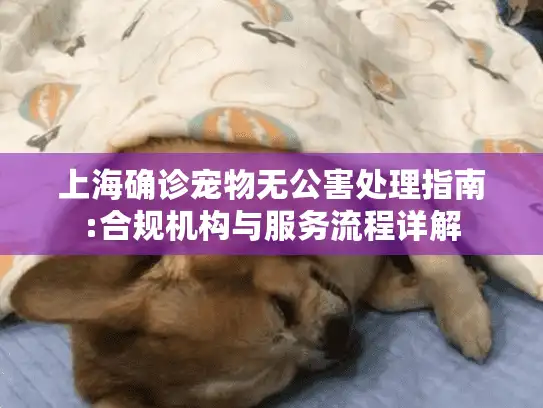 上海确诊宠物无公害处理指南:合规机构与服务流程详解