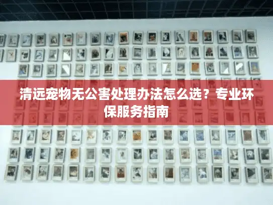 清远宠物无公害处理办法怎么选？专业环保服务指南