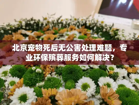 北京宠物死后无公害处理难题，专业环保殡葬服务如何解决？