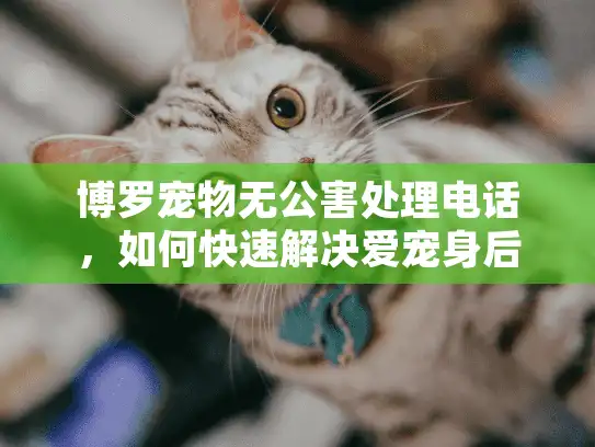 博罗宠物无公害处理电话，如何快速解决爱宠身后事难题