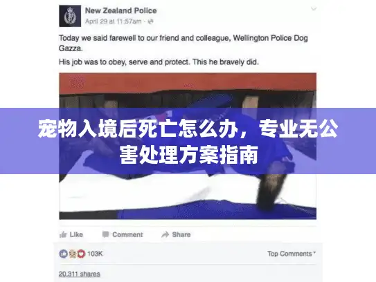 宠物入境后死亡怎么办，专业无公害处理方案指南