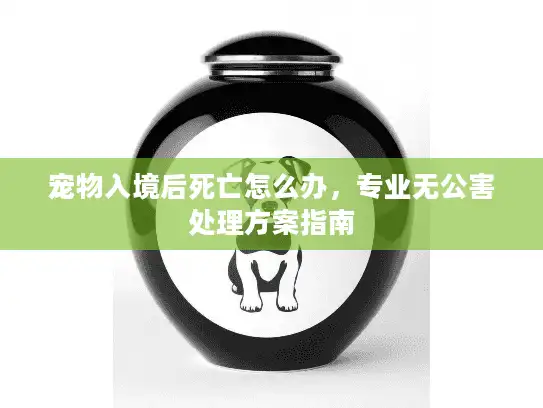 宠物入境后死亡怎么办，专业无公害处理方案指南