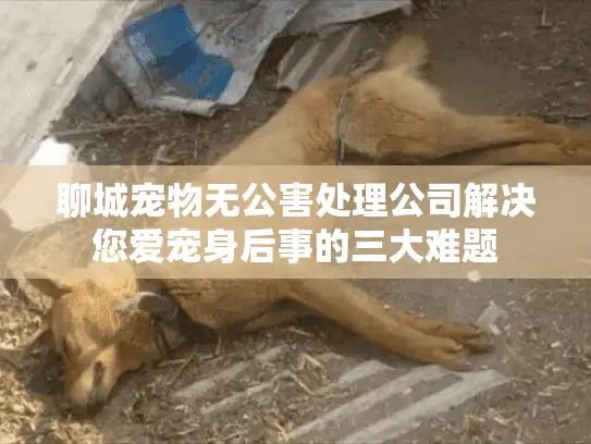 聊城宠物无公害处理公司解决您爱宠身后事的三大难题