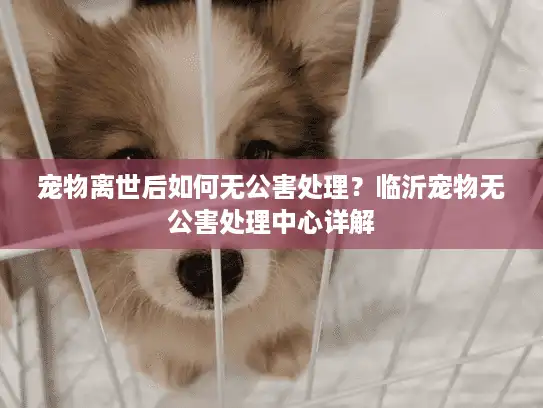宠物离世后如何无公害处理？临沂宠物无公害处理中心详解